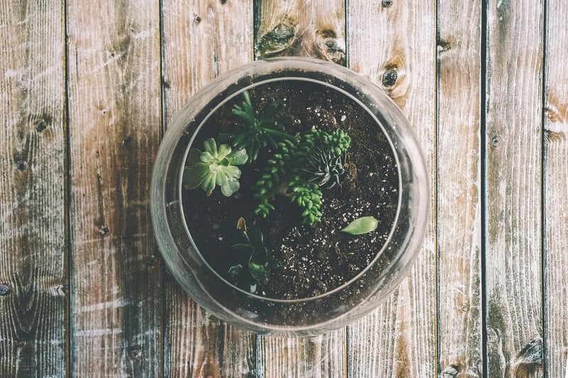 Terrarium Herb Garden